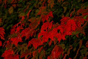 mùa thu, lá, cây phong, Màu đỏ thẫm, cây