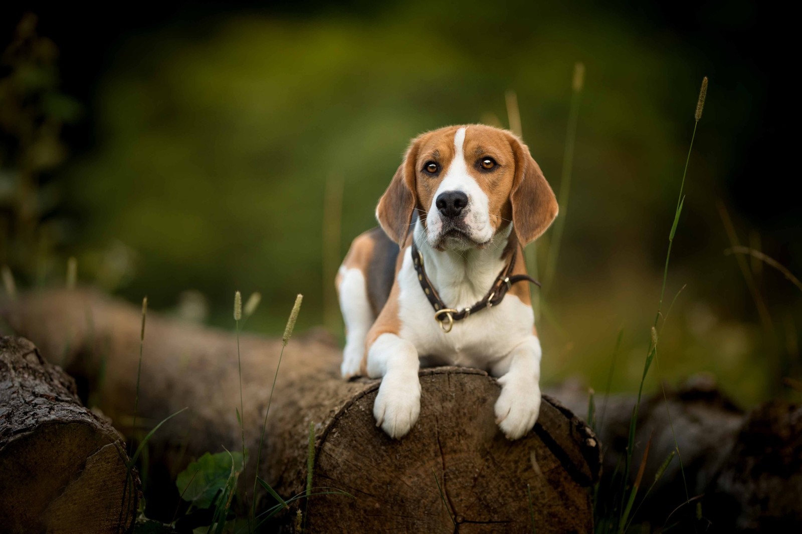 nhìn, chó, đăng nhập, Beagle