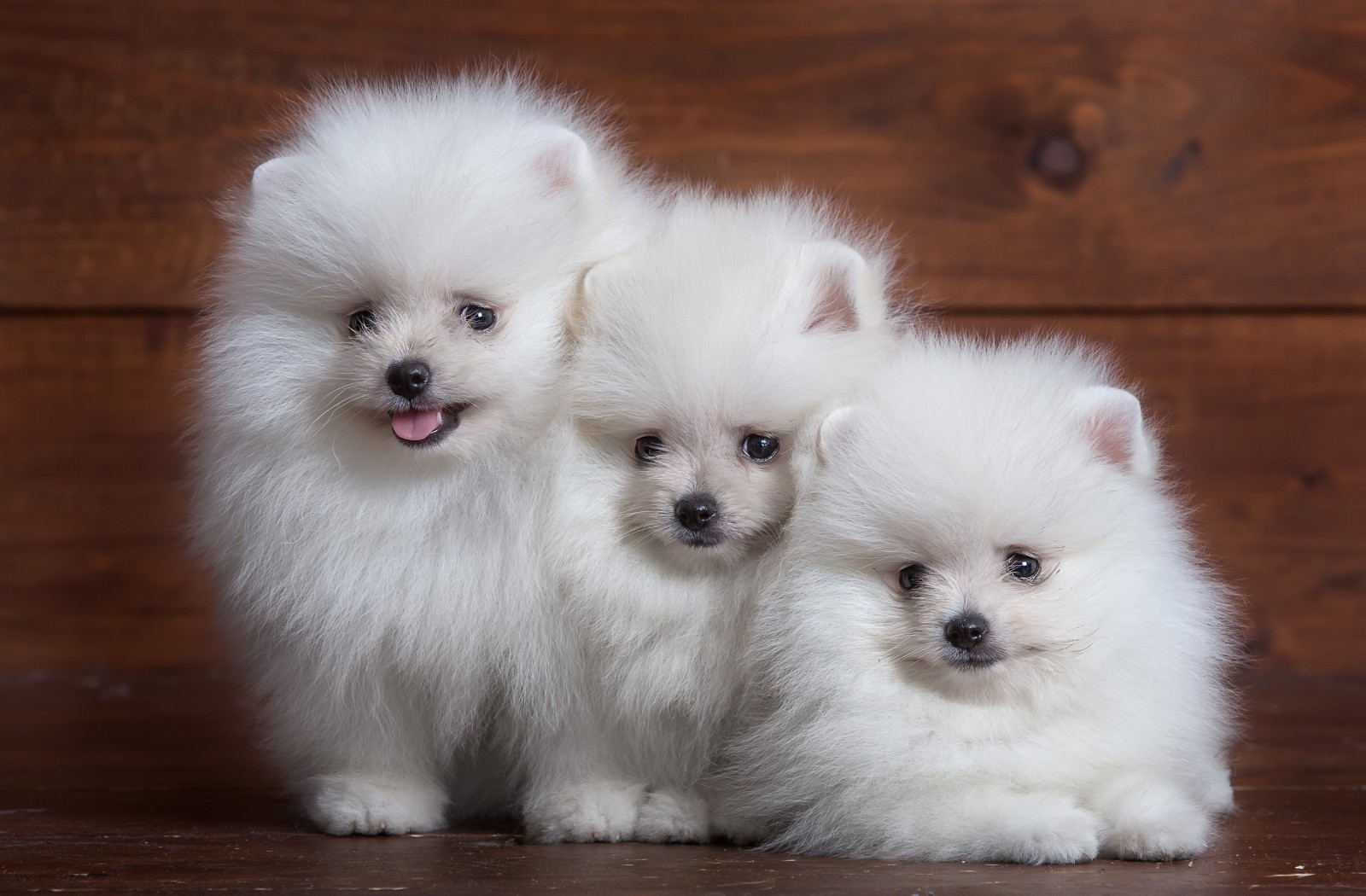 anak anjing, halus, putih, trio, Spitz