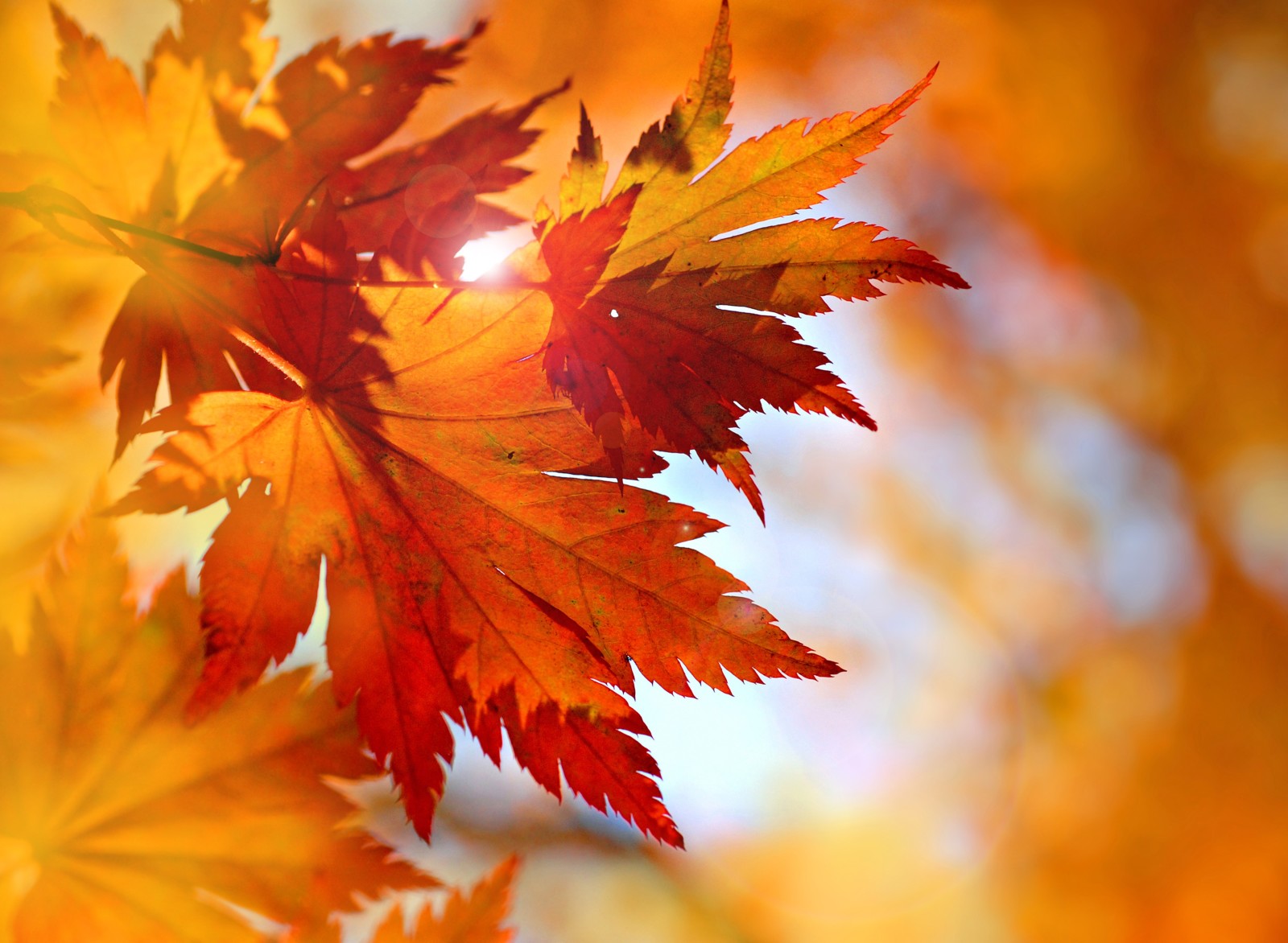 가을, 이파리, 단풍, 가을