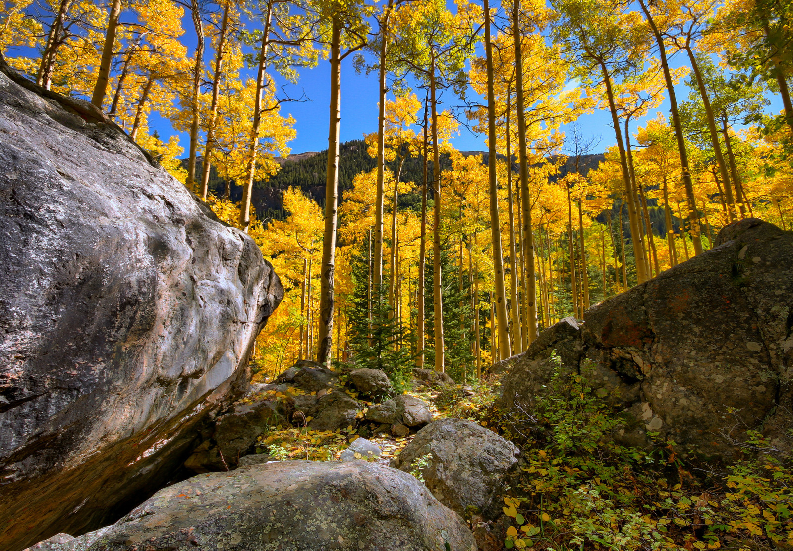 musim gugur, hutan, langit, batu, pohon, gunung, batu, belukar