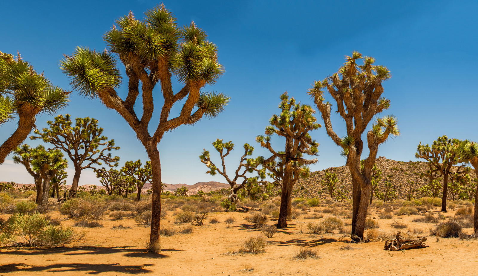 Sa mạc, Hoa Kỳ, cát, cây bụi, cồn cát, Vườn quốc gia Joshua Tree