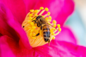 蜂, 花, 昆虫, 花びら