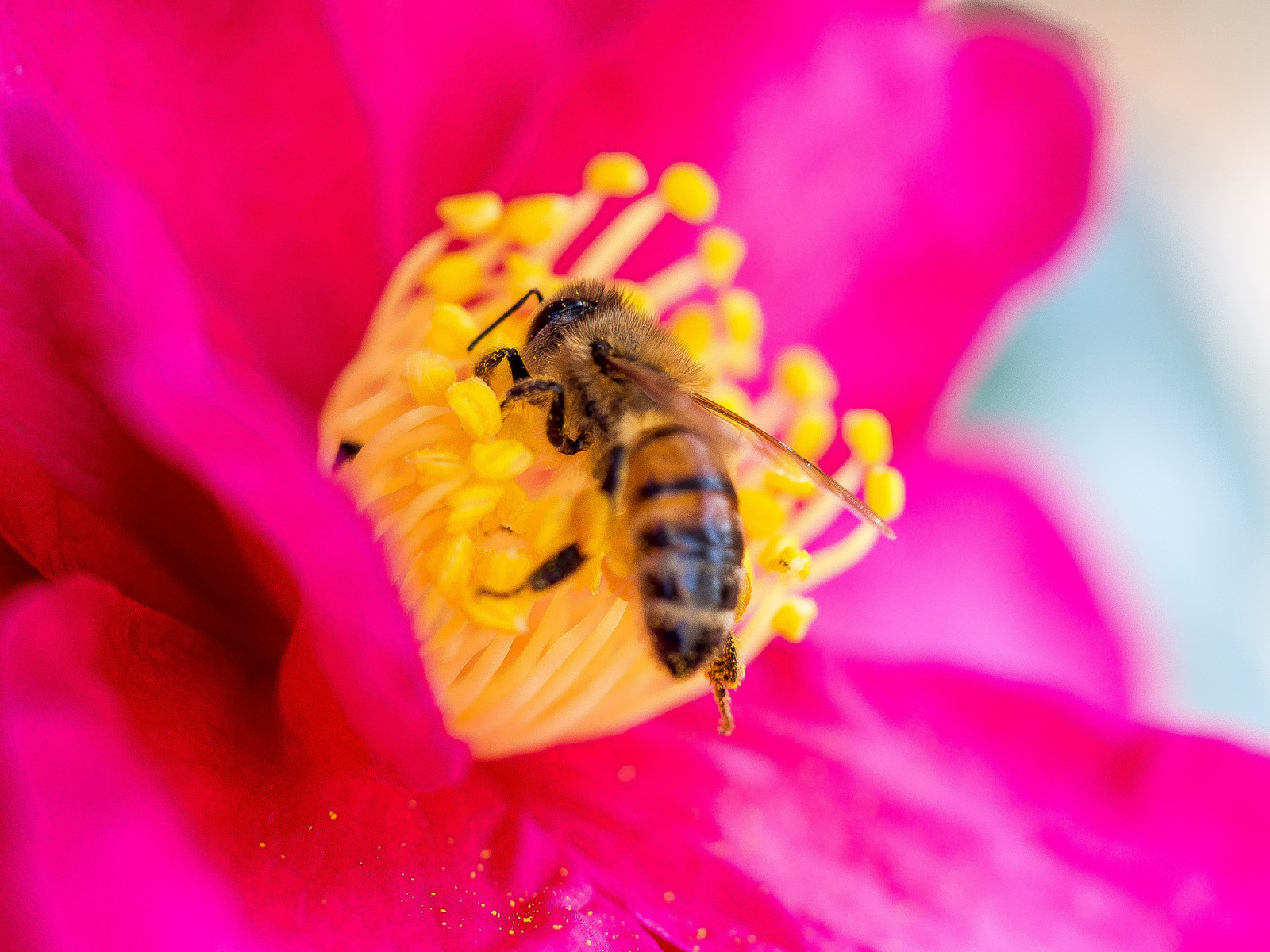 花, 花びら, 昆虫, 蜂