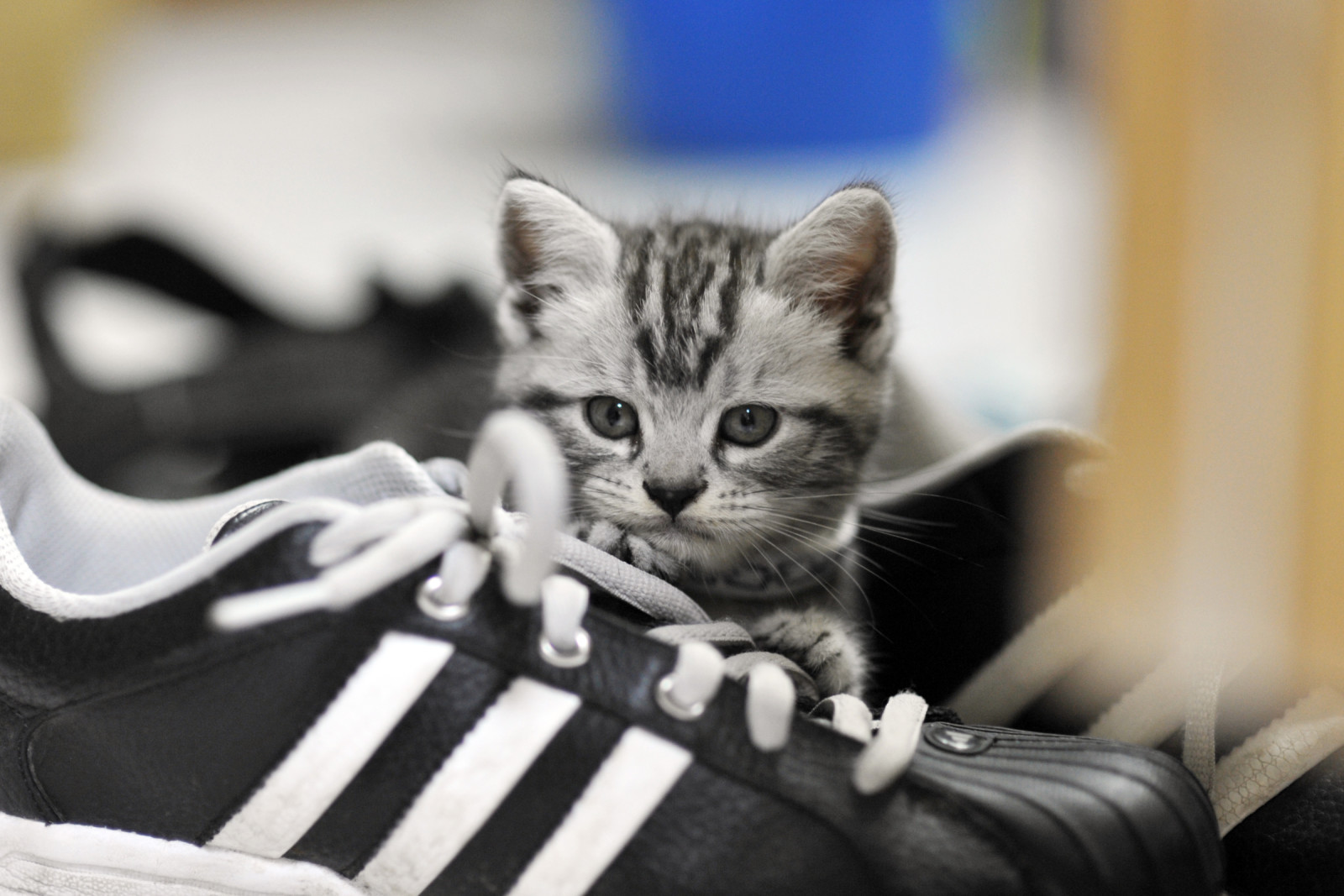 Lihat, mata, kucing, sepatu, Tali