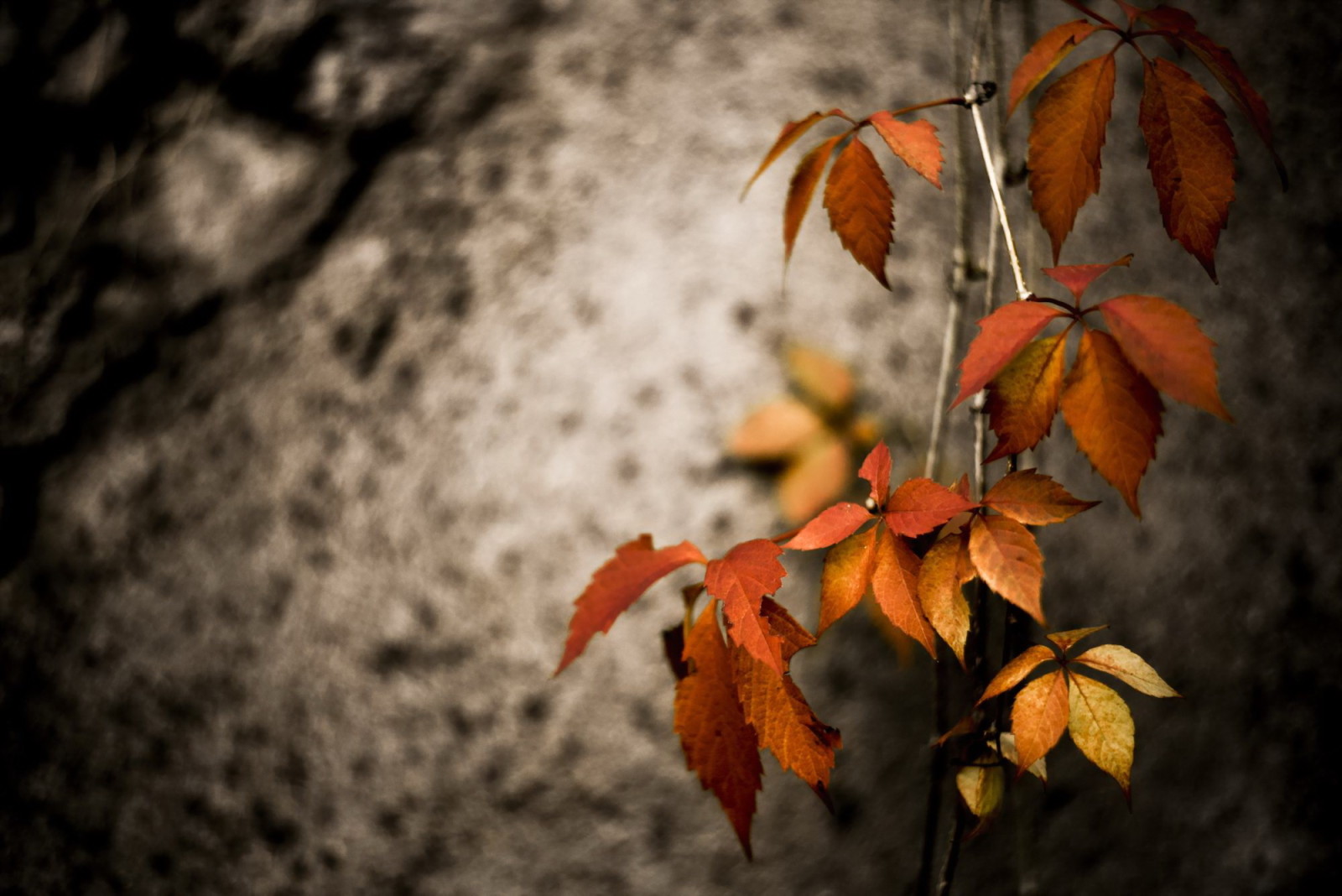가을, 자연, 이파리