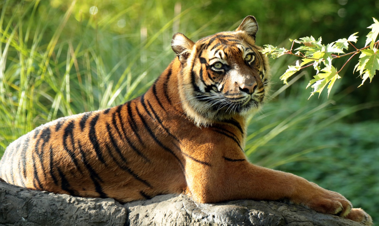 chi nhánh, động vật ăn thịt, mèo hoang, con hổ, Hổ Sumatra