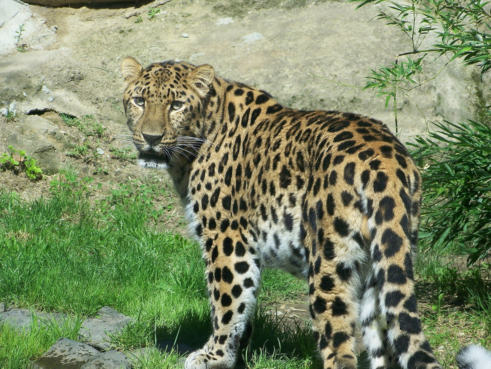 Lihat, predator, Macan tutul, Amur Leopard, Timur Jauh, bunga