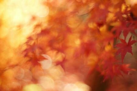 가을, 보케, 잎, 매크로, 단풍, 십일월
