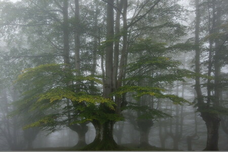 霧, 森林, 木