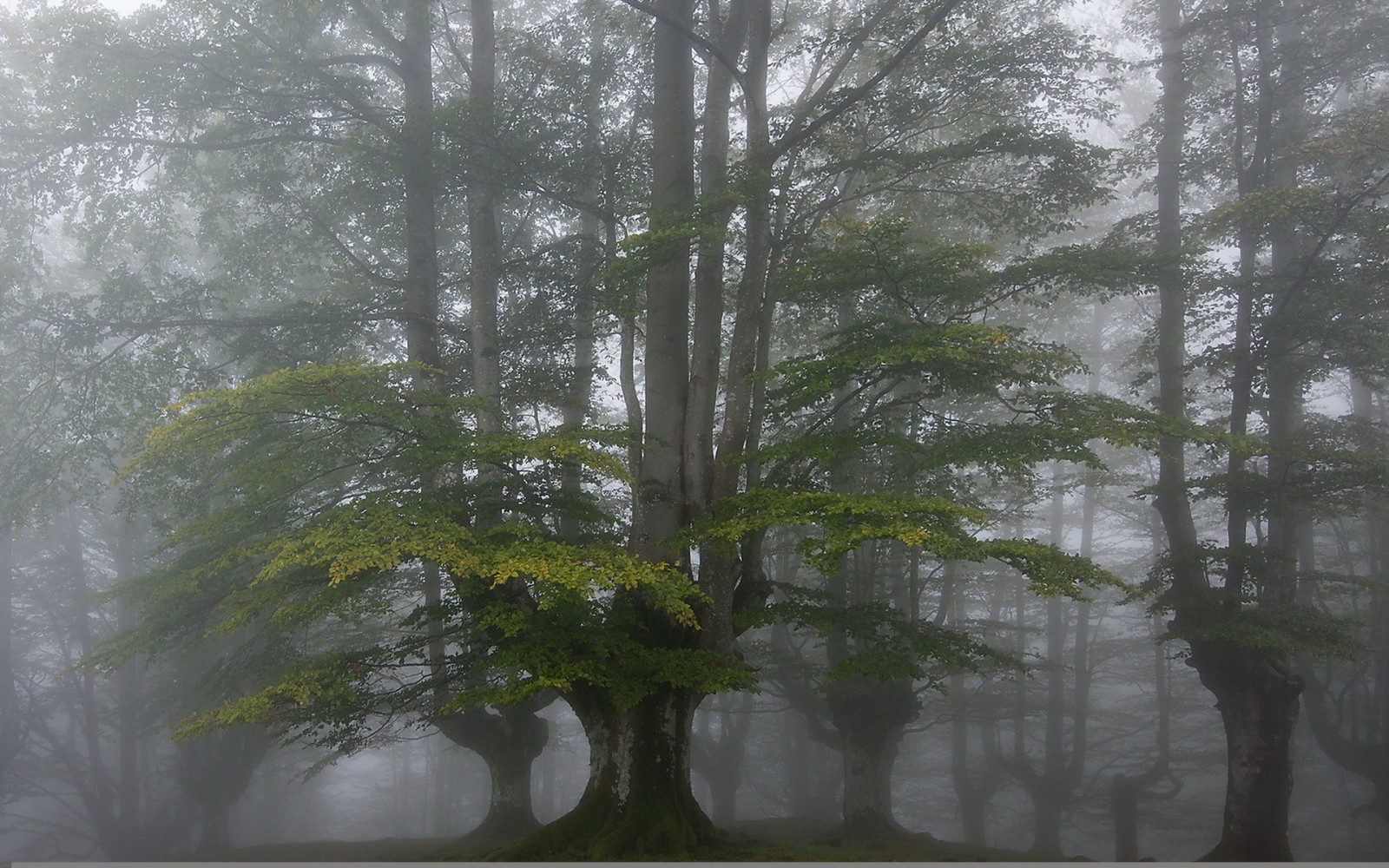 rừng, cây, sương mù