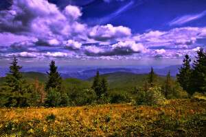 Carpathian, những đám mây, rừng, cỏ, đồng cỏ, núi, bầu trời, cây