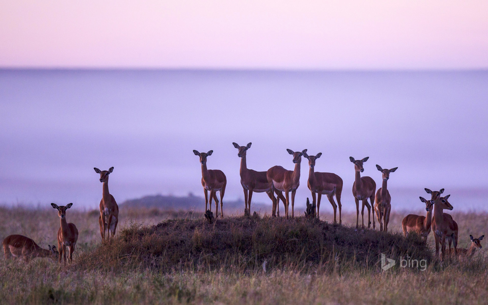 alam, kawanan, Afrika, Kenya, kijang, Impala