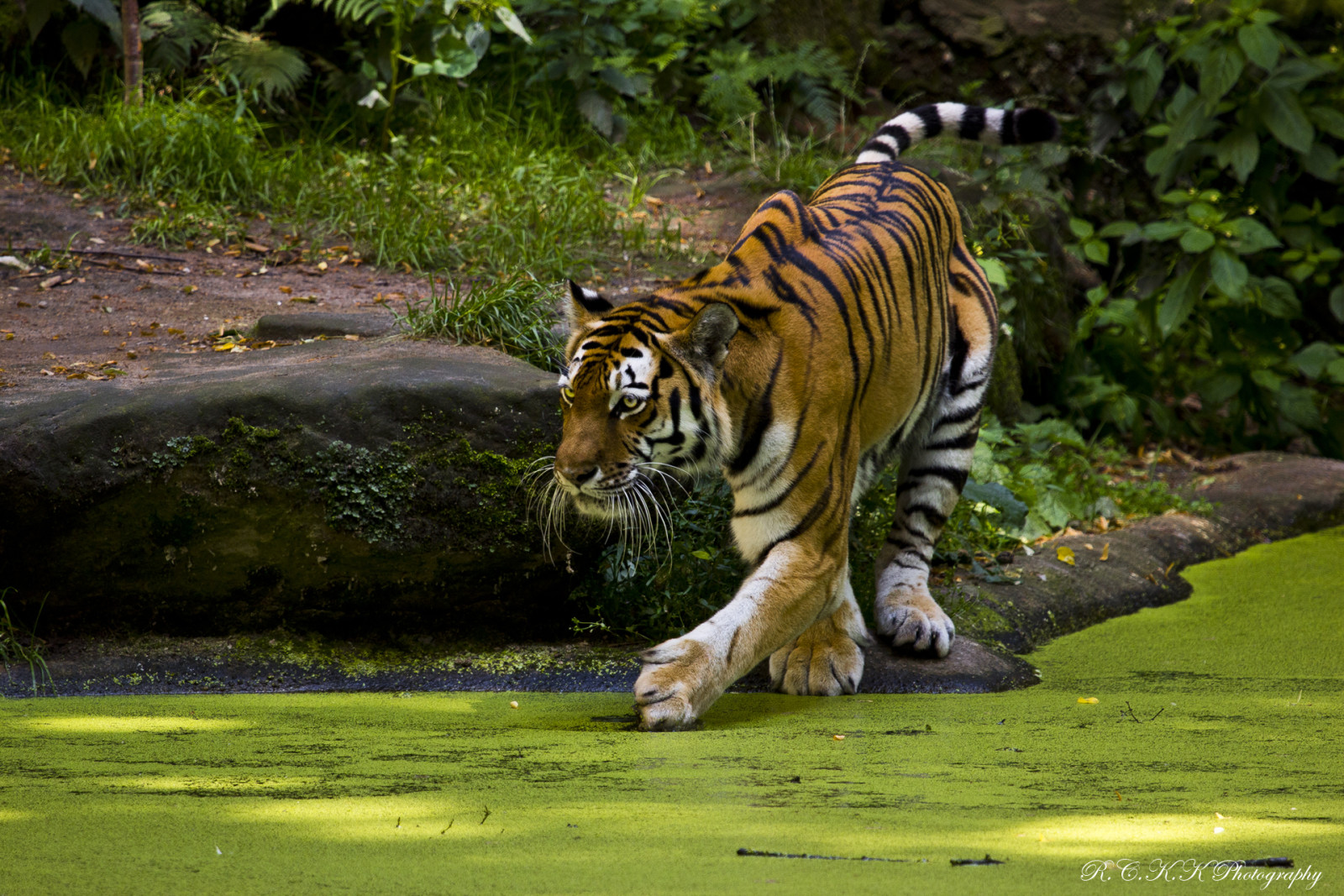 predator, kolam, harimau, bunga
