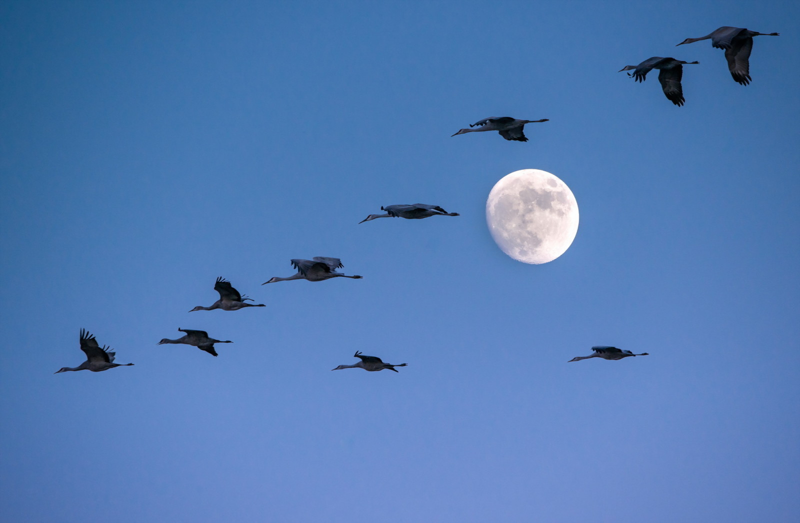 天空, 月亮, 鸟类