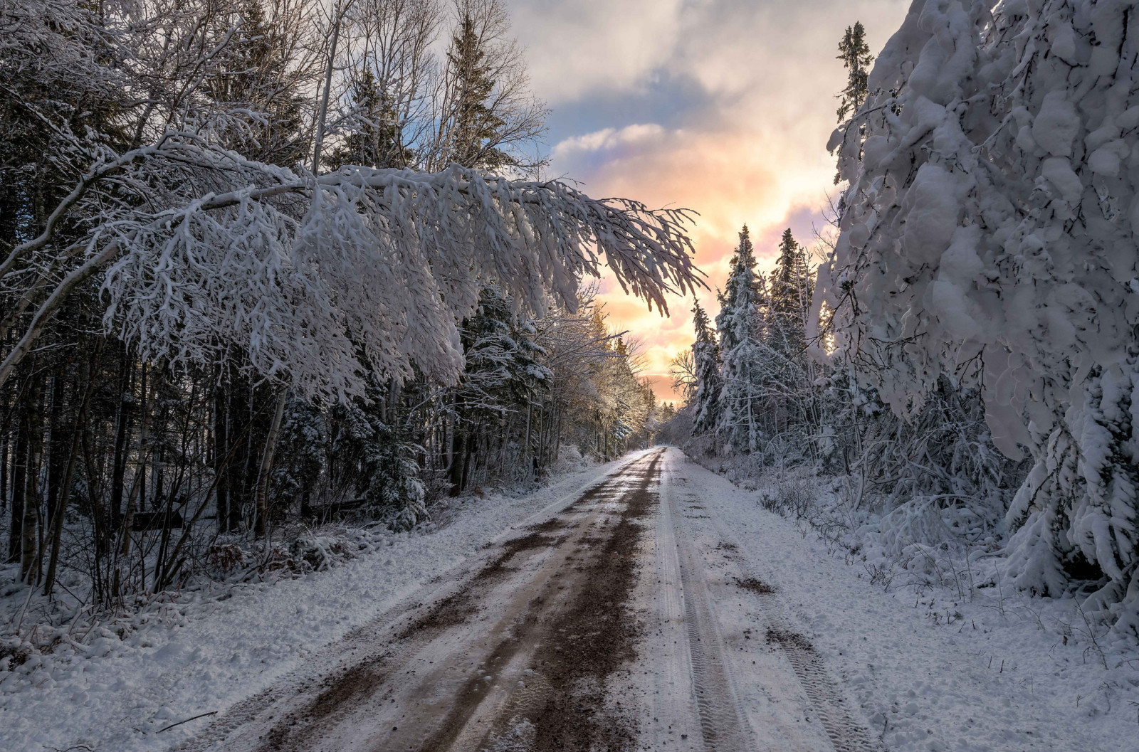 눈, 자연, 겨울, 도로, 나무