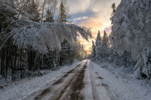 自然, 道路, 雪, 木, 冬