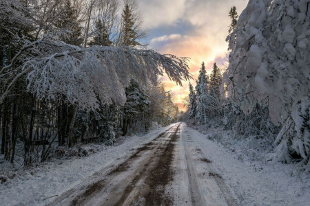 자연, 도로, 눈, 나무, 겨울
