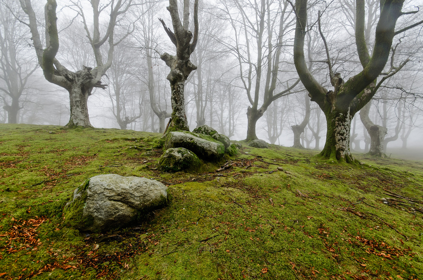rừng, Thiên nhiên, sương mù