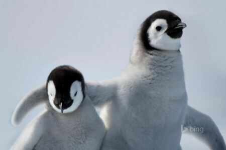 南極大陸, 鳥, 友情, ペンギン