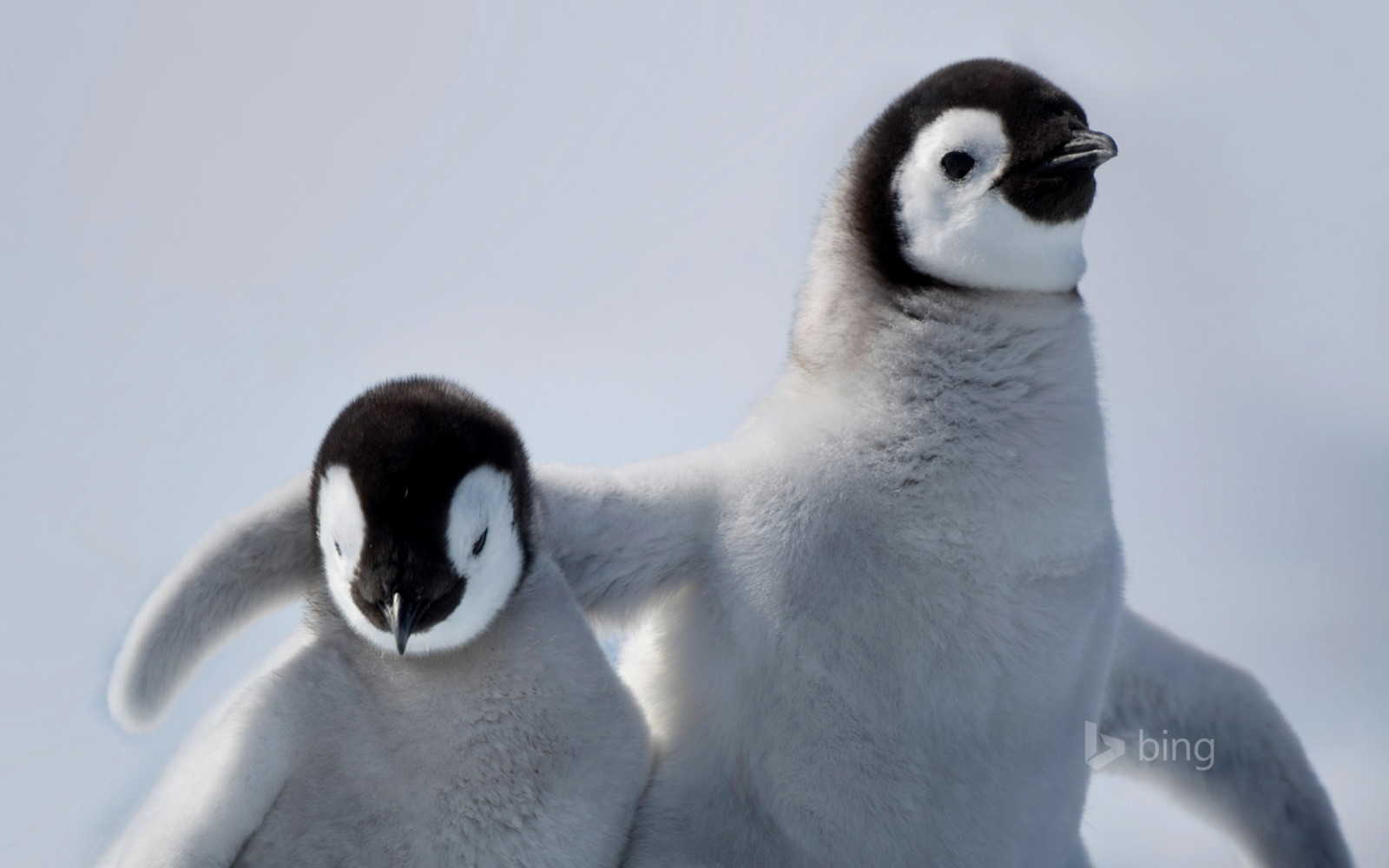 鳥, 友情, ペンギン, 南極大陸