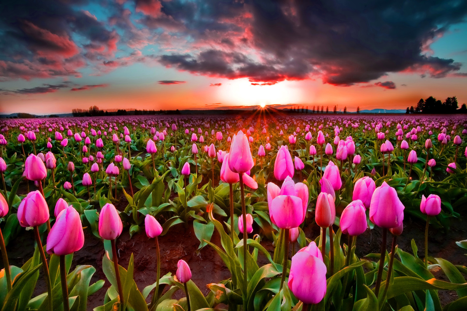 bầu trời, Hoàng hôn, cánh đồng, Hoa tulip