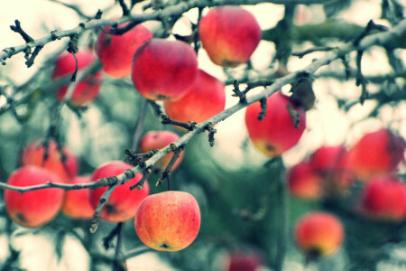 りんご, 秋, 枝, フルーツ, 収穫