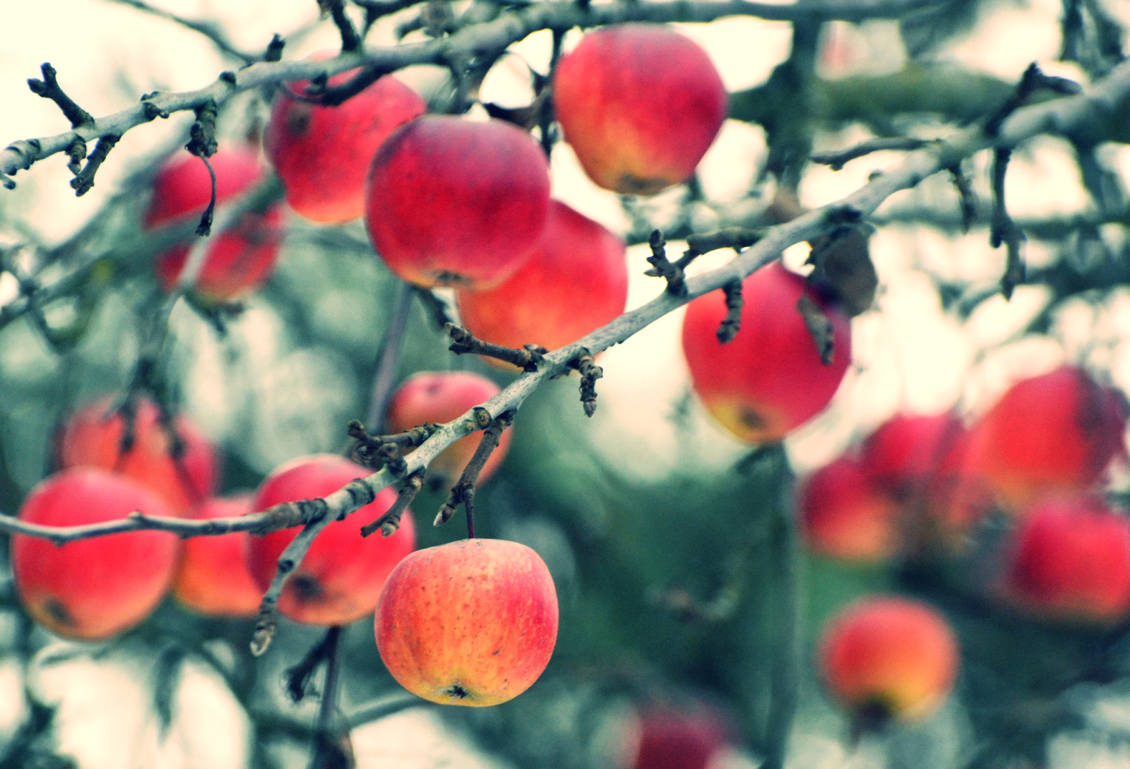 秋, 枝, りんご, 収穫, フルーツ