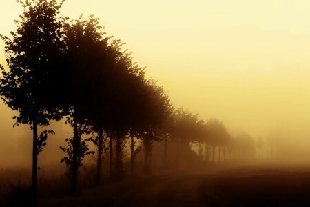 霧, 靄, 朝, 自然, 道路, 木
