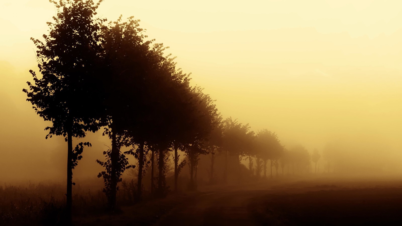 自然, 路, 树木, 早上, 多雾路段, 薄雾