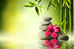 bambu, bunga, Anggrek, refleksi, Spa, batu, air, Zen