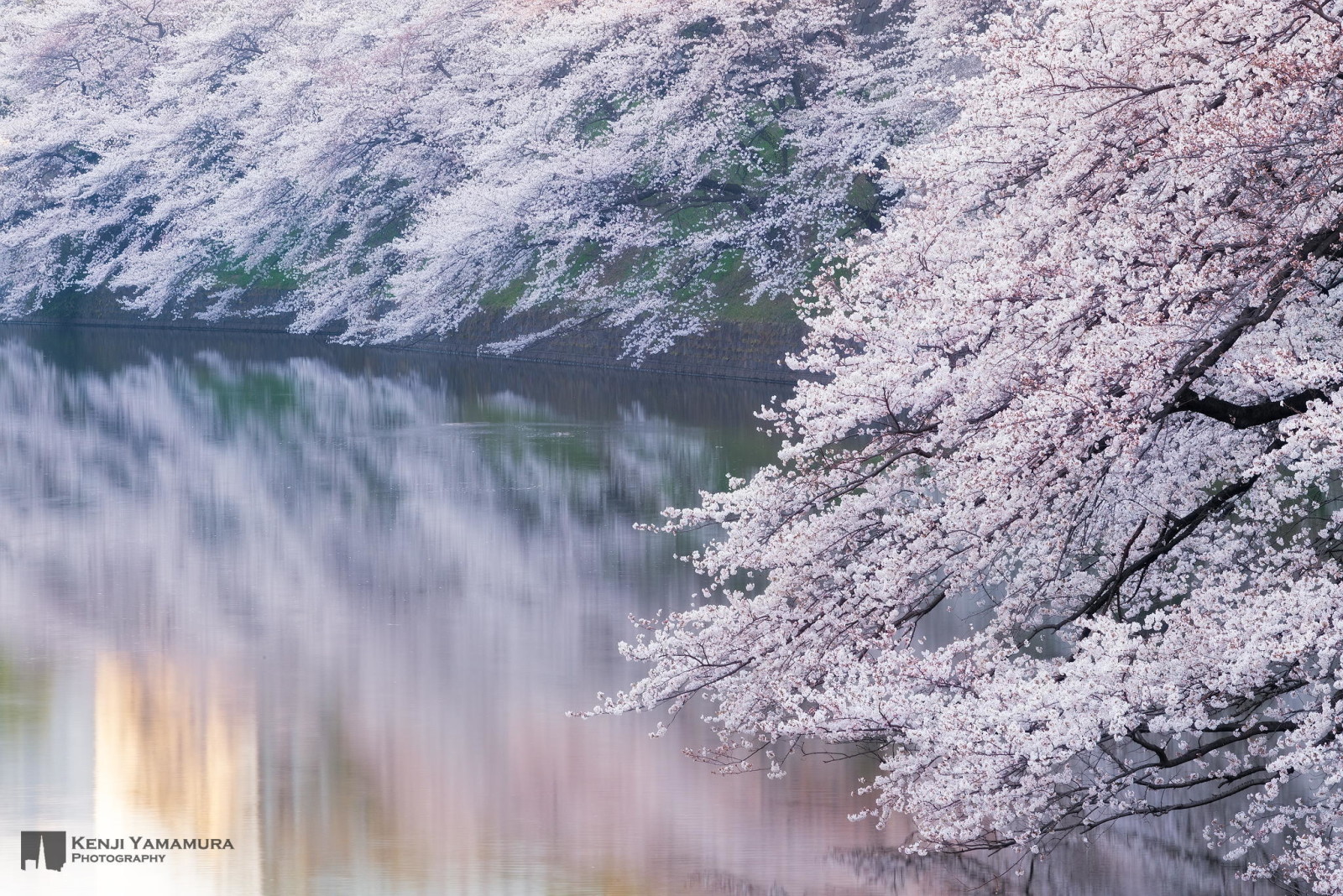 sungai, Jepang, cabang, juru potret, Sakura, Kenji Yamamura, mekar