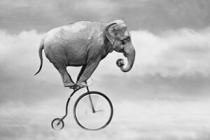 xe đạp, con voi, bầu trời