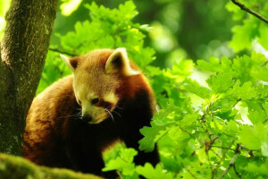 hutan, Daun-daun, alam, Panda Merah, pohon