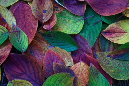 秋, 葉, 自然