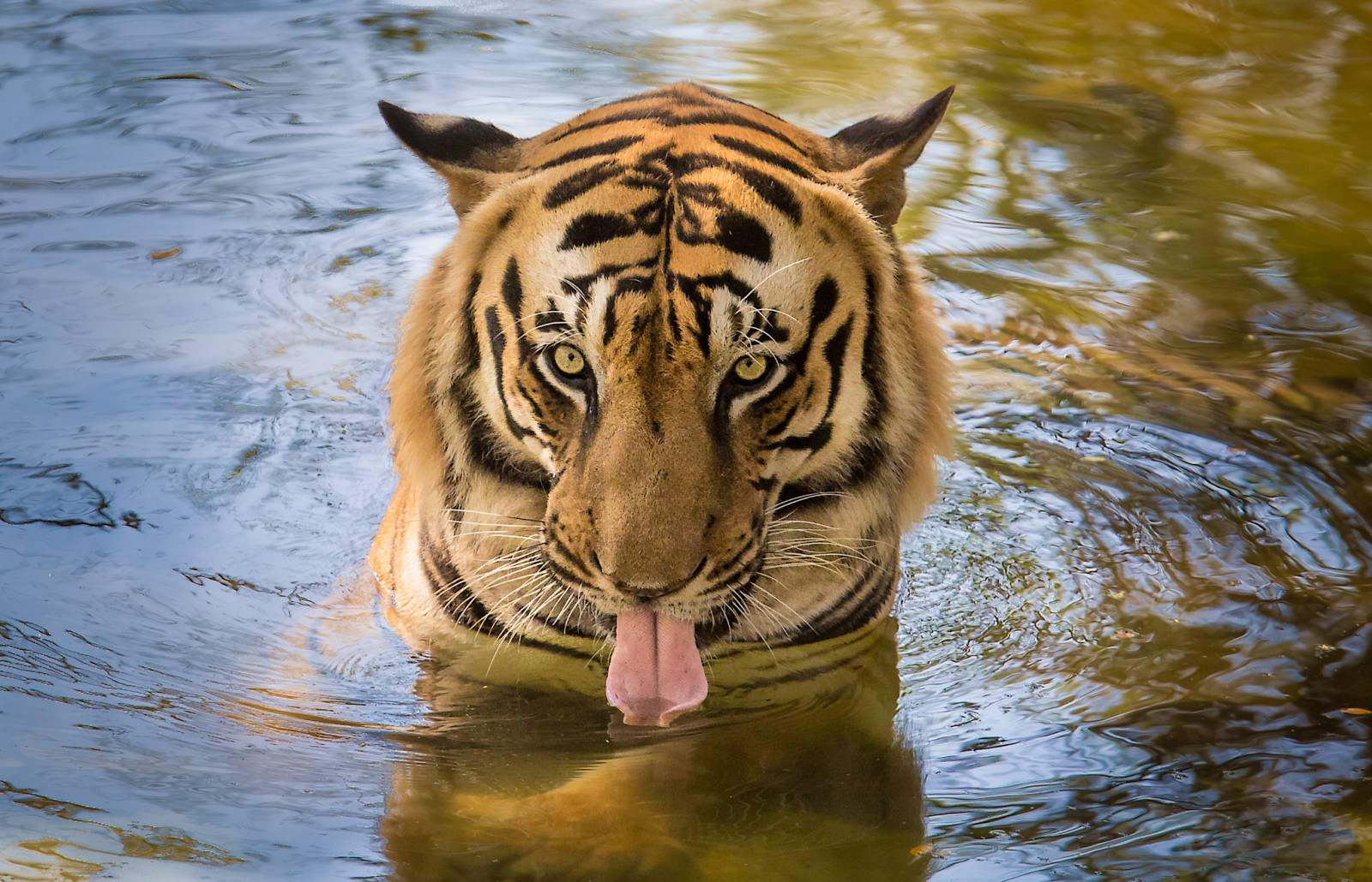 air, mata, bahasa, harimau, minum