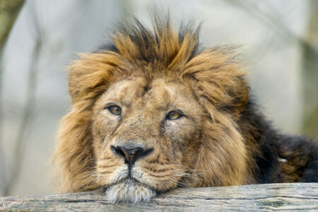 猫, 面对, 狮子座, 看, ©Tambako美洲虎
