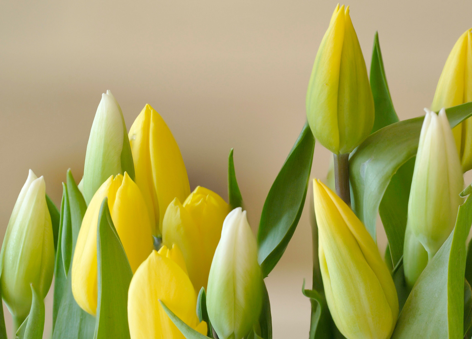 lá, bó hoa, Hoa tulip, cánh hoa, Nụ