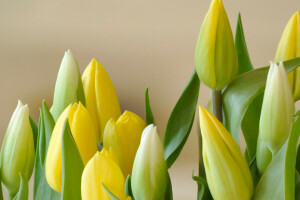 bó hoa, Nụ, lá, cánh hoa, Hoa tulip