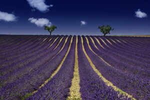 bidang, lavender, musim panas