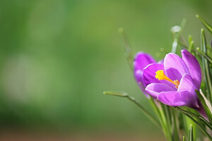 Krokus, แมโคร, ธรรมชาติ, กลีบดอก