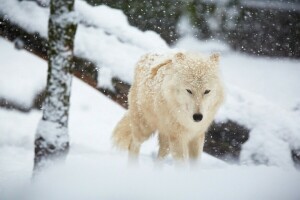 雪, 冬, 狼