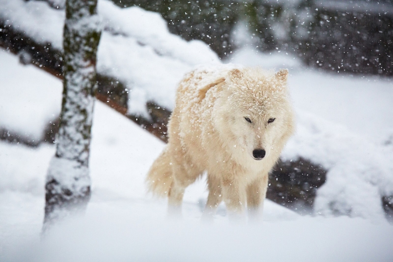 salju, musim dingin, serigala