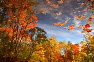 秋, 葉, 反射, 木, 水