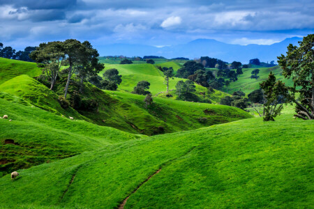雲, フィールド, 山, ニュージーランド, 牧草地, 木