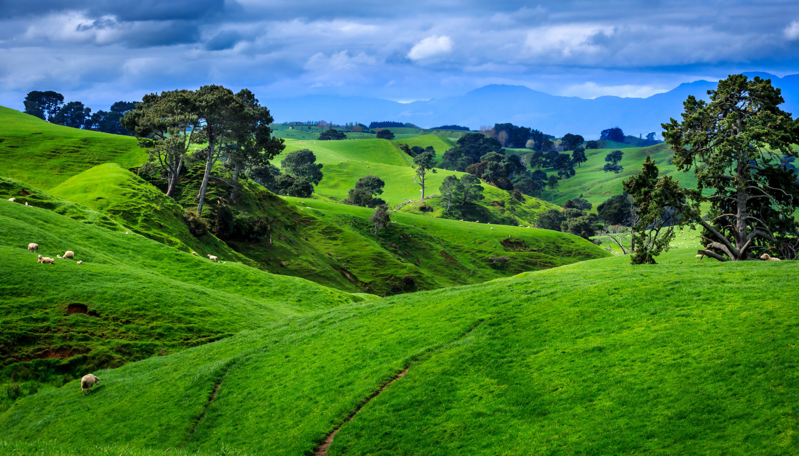 cây, cánh đồng, những đám mây, núi, New Zealand, đồng cỏ