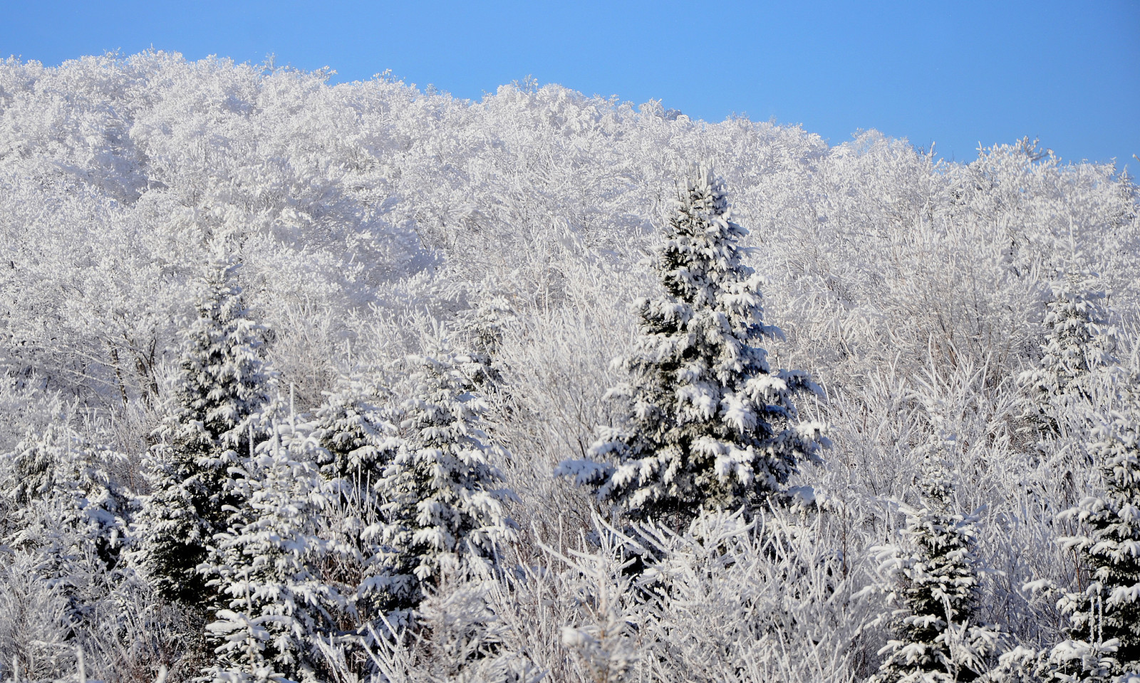 tuyết, rừng, bầu trời, mùa đông, cây bách tung, dốc