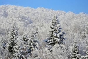 森林, スロープ, 雪, スプルース, 空, 冬
