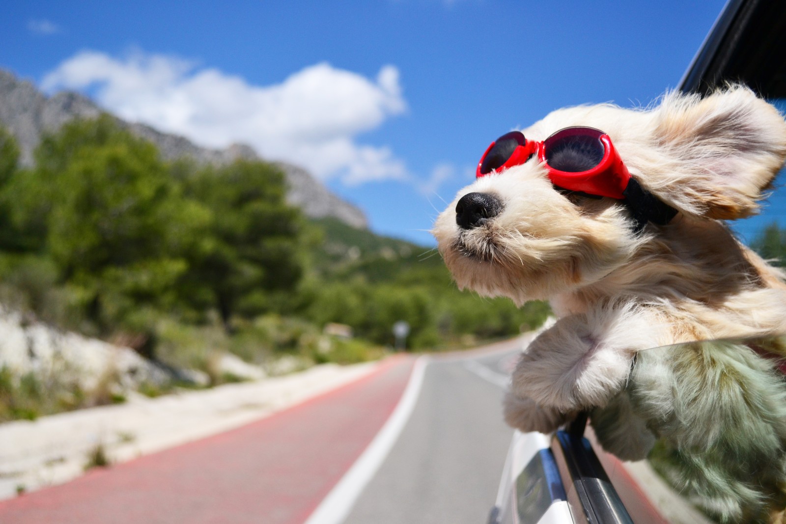 anjing, jalan, kacamata, gelap, Mesin, angin