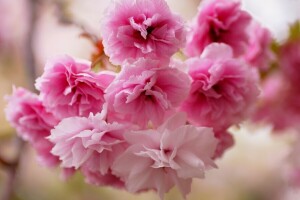 bunga-bunga, Merah Jambu, Sakura